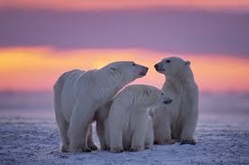 People leave their cars, and sometimes their houses, unlocked, in case they or a passerby need to make a quick escape from a hungry animal. Wildlife Canada Series Polar Bears In Churchill Breathedreamgo