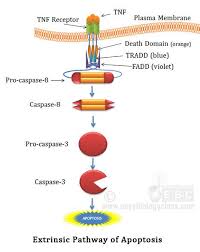 Receptor Mediated Apoptosis Pathway Pathology Study Medical School Studying Plasma Membrane