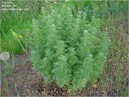 Integrated management of noxious weeds (using all available tools) doesn't alway mean. Noxious Weeds Of Mesa County Co Mesa County Colorado