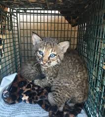 As bengal cat breeders, we strive for the best silver & brown spotted bengal cats around. Texas Family Lied About Where They Found Bobcat Kittens That Bit Them Authorities Say