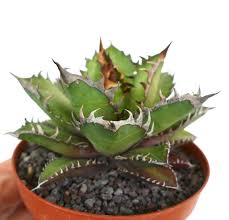 Image result for Glyphaea tomentosa