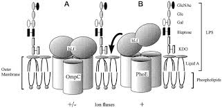 Voltage dependent anion channel 1. Porins Ompc And Phoe Of Escherichia Coli As Specific Cell Surface Targets Of Human Lactoferrin Journal Of Biological Chemistry