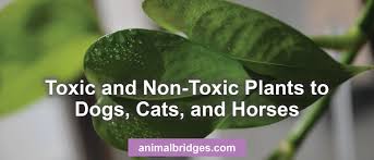 She has years of experience in caring for flowers and plants. Toxic And Non Toxic Plants To Dogs Cats And Horses