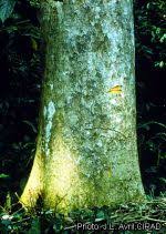 Image result for Pericopsis