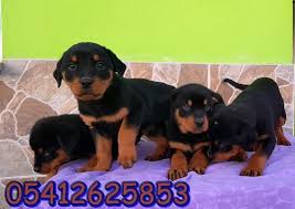 Rottweiler Yavru Fiyatlari 05412625843