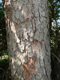 Image result for Sapindus