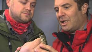 Gull Banding Research
