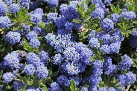 California Lilac Information Get Some Facts On California Lilac Plants California Lilac Lilac Plant California Plants