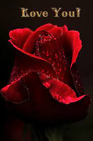 Maybe you would like to learn more about one of these? Top 30 Rose Flower Gifs Find The Best Gif On Gfycat
