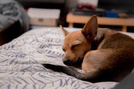 This recipe is intended as a delicious, wholesome supplement to your dog's regular diet, rather than a complete meal replacement. Chipin Chihuahua Miniature Pinscher Info Pictures Traits Facts