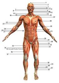 This page lists the muscles that students in the course learn to palpate, and whose attachments and lines of applications they must illustrate in the form of a force vector. 57 Names Of Muscles Ideas Muscle Anatomy Anatomy And Physiology Human Anatomy And Physiology
