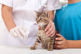 The only vaccine routinely used on multiple species is rabies vaccine and even then it. Yearly Vaccines For Cats Veterinarian In North Brunswick Nj Faith Veterinary Clinic