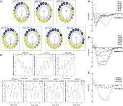 Worksheet dna mutation simulation answer key biology corner : In Vitro And Md Simulation Study To Explore Physicochemical Parameters For Antibacterial Peptide To Become Potent Anticancer Peptide Molecular Therapy Oncolytics