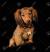 Wire Haired Wiener Dog