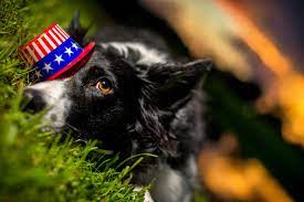 Check spelling or type a new query. Why Are Dogs Afraid Of Fireworks Science Smithsonian Magazine