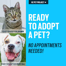 🐾 creating a better community for pets and people. Ready To Adopt No Appointment Needed Kc Pet Project