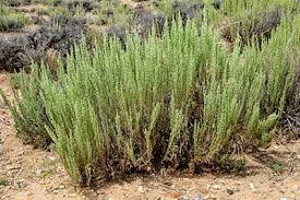 Image result for Polystachya tridentata