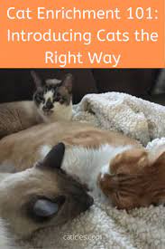 How To Introduce Cats Fast A Quick Cat Introduction Timeline How To Introduce Cats Pet Care Cats Introducing A New Cat