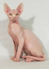 pin na doske canadian sphynx devonrex and other hairless cats