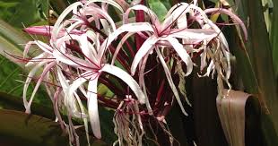 Image result for Crinum harmsii