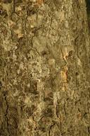 Image result for Burkea