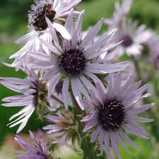 Image result for Berkheya