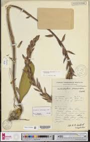 Image result for Trachyphrynium braunianum