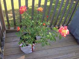 Joseph S Coat Climbing Rose The Good Earth Garden Center Little Rock Ar Climbing Roses Plants Garden Center