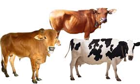Download and share this free 1000x635 png & cliparts image directly! Gambar Png Sapi Png