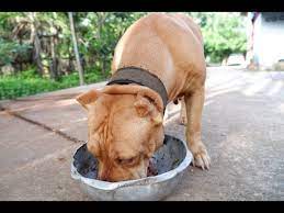 How to make my dog fat. How To Make A Dog Gain Weight Youtube