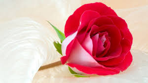 Resume for job application / for usa jobs | job re. à¤— à¤² à¤¬ à¤• à¤« à¤² Yahoo India Image Search Results Rose Flower Wallpaper Beautiful Rose Flowers Images Rose Flower Hd