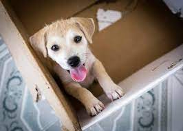 heute ist tag der hundewelpen vier pfoten warnt vor illegalem online handel und gibt presseportal
