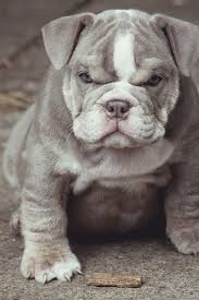 Pin By Sy Tyson On Dogs Wolves Etc Cute Animals English Bulldog Puppy English Bulldog Puppies