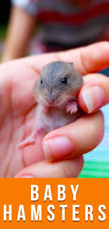 How big do russian hamsters get? Baby Hamsters A Guide To Baby Hamster Care And Development