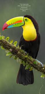 Pin By Dieter Tappert On Animal Rainforest Animals Keel Billed Toucan Animals