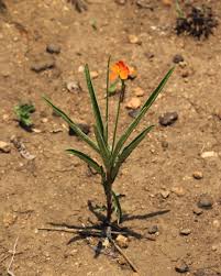 Image result for Tricliceras longepedunculatum