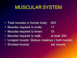 The human male usually has more in both measurable quantity and more as far as percentage of body weight.the only. Total Muscles In The Human Body How Many Muscles Are There In The Human Body Quora Muscles Are Considered The Only Tissue In The Body That Has The Ability To