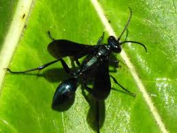 Wasps vary in color, from a metallic blue to a dull red to solid black. Florida Wasps Pictures And Wasp Identification Tips Green Nature