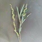 Image result for Alysicarpus glumaceus