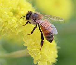 They provide protective shelter for many mammals. Attracting Native Bees To Your Landscape 5 615 Extension