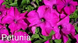 We did not find results for: Best Winter Flowering Plants Best Winter Flower Seeds To Grow In October Youtube
