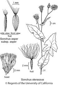 Image result for Sonchus schweinfurthii