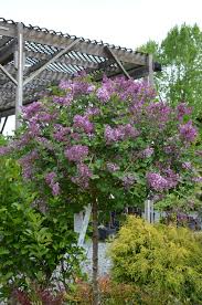 Image result for Syringa meyeri ´Palibin