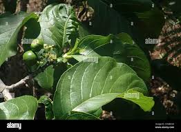 Image result for Vangueria madagascariensis