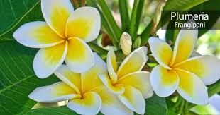 Hawaiian Plumeria Frangipani Highly Fragrant And Beautiful Blooms Available In A Variety Of Shades Including Plumeria Tree Plumeria Flowers Flower Pot Design