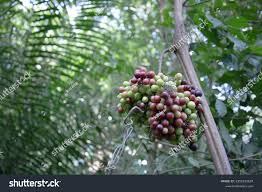 Image result for Ampelocissus