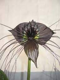 Bat Flower Native To Southeast Asia Bat Flower Bat Plant Weird Plants