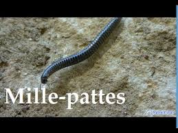 Mille Pattes Monsieur Le Mille Pattes Youtube