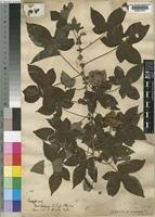 Image result for Gossypioides kirkii