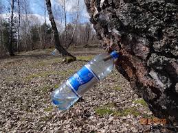 Як приготувати березовий сік вдома? Zakarpatske Rokosovo Stolicya Berezovogo Soku Foto Tribuna